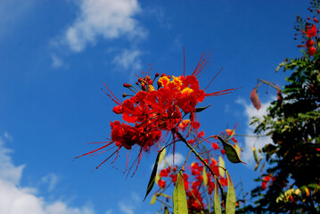 Red with yellow tree flower with blue sky, Clavellino