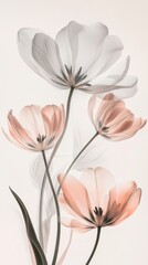  Fluffy white flowers on slender stems
