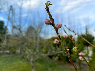 Close-up of a pink nectarine flower