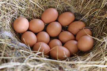 Clutch of hen eggs in a bed of hay