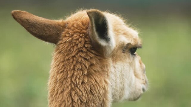 Lama vicugna calmly observing zoo environment with attentive posture. Vicuna gazing silently at surroundings in managed outdoor space. Camelids standing quietly while focusing on natural scenery in