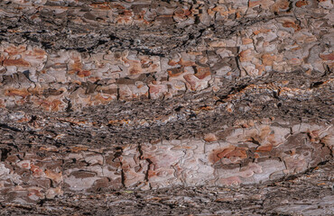 pine tree bark texture close up background.