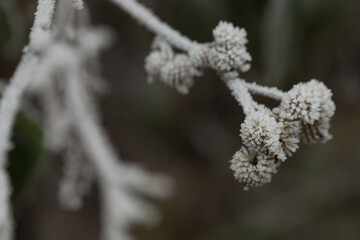 Close-Up of Frost Covered Plant. Beauty of plant covered in frost during a winter freeze. Icy...