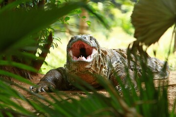an adult Komodo dragon crawls on the ground while yawning