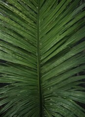 Deep green palm leaf, close-up showing fine detail & structure,  exotic,  organic,  color