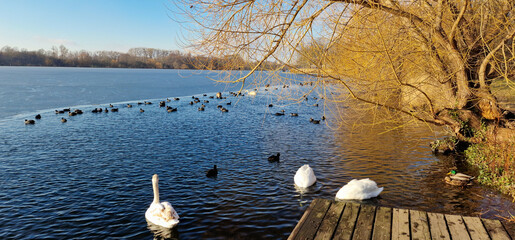 A beautiful and serene lake scene featuring swans and ducks gracefully swimming in autumn Maschsee...