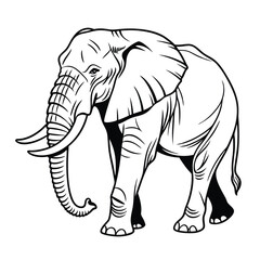 Fototapeta premium African Bush Elephant outline vector on white background