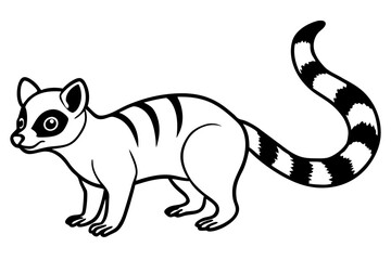 Modern Ringtail Sketch