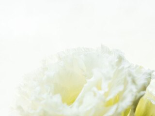 ユーストマの白い花のマクロ撮影08