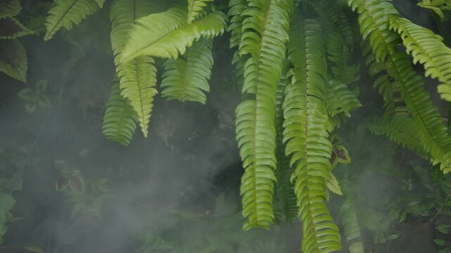 Lush ferns swaying gently in the mist