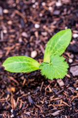 Cucurbita pepo pertenece a la familia de Cucurbitaceae.