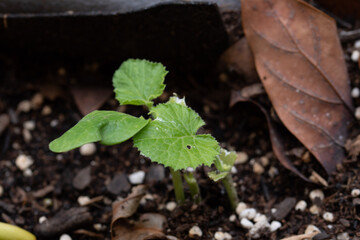 Cucurbita pepo pertenece a la familia de Cucurbitaceae.