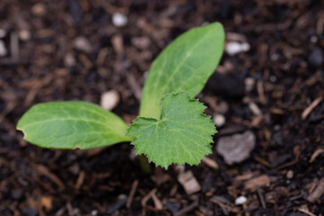 Cucurbita pepo pertenece a la familia de Cucurbitaceae.