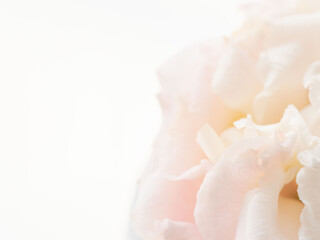 Fototapeta premium ユーストマのピンクの花のマクロ撮影08