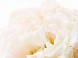 Fototapeta premium ユーストマのピンクの花のマクロ撮影06