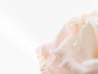 ユーストマのピンクの花のマクロ撮影12