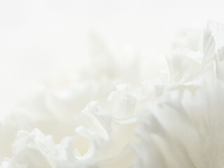 ユーストマの白い花のマクロ撮影63