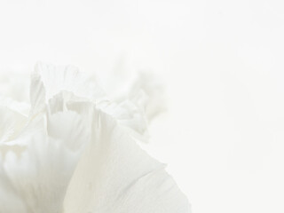 Obraz premium ユーストマの白い花のマクロ撮影62