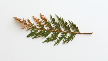 A single sprig of green cedar with brown tips against a white background