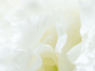 Obraz premium ユーストマの白い花のマクロ撮影80