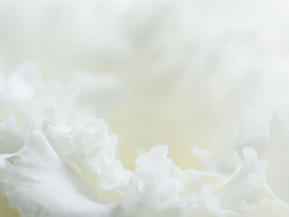 ユーストマの白い花のマクロ撮影114