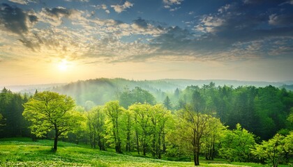 Naklejka premium green spring forest in the early morning beautiful landscape with nature