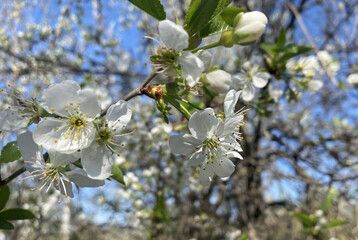 White large petals open cherry blossoms with each warm ray of sunlight. The flowering phase of pollination to create cherry berries in the orchard
