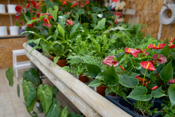 Vibrant indoor garden showcasing lush greenery and colorful flowers in pots, perfect for home decor and plant enthusiasts, nature lovers, healthy living concept