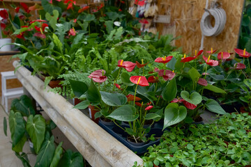 Vibrant assortment of tropical plants in a greenhouse setting showcasing lush greenery and colorful flowers, ideal for gardening enthusiasts and nature lovers, plant care concept