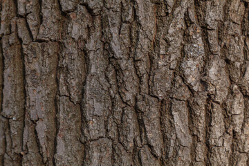 oak bark texture as background