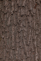 southern silky oak grevillea robusta bark as background