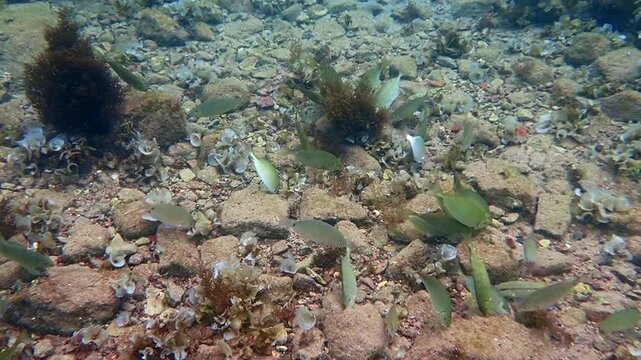 Schools of White Sea Bream (Diplodus sargus) and Dusky spinefoot (Siganus luridus) eat algae from stones. Both species are popular marine edible fish in the Mediterranean and Red Seas