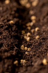 planting beet seeds in fertile soil with the addition of peat , red beet seeds are planted