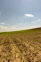 corn in the summer, growing a new crop of sweet corn for food production, blue sky with clouds, landscape photography