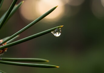 closeup of water drop on a needle like plant