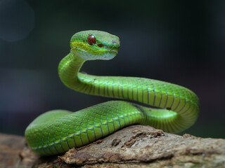 Close-up A vibrant green pit viper, likely a Trimeresurus popeiorum, coils gracefully on a branch. Its red eyes stand out against its emerald scales, 25 april 2025 Indonesia	