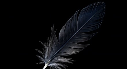 Obraz premium white feather on black background