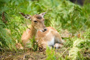 A young deer resting in the forest on the grass.