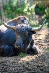 Buffalo head in a petting zoo.