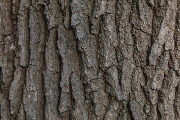 Mossy Texture of oak bark from the Quercus or oak tree as a background. Wooden tree texture.