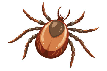 Illustration of tick animal on white.