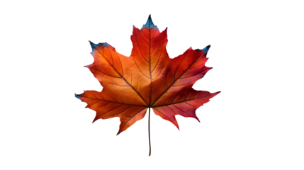 Red Maple Leaf on White Minimalist Autumn Design Element, Simple Nature Theme.