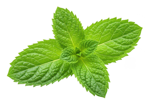 Fresh green mint leaves for tea and culinary use close up on transparent background