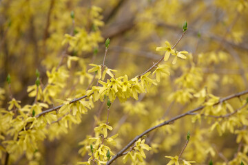 Forsythia in full bloom. Easter tree flowers. Yellow blooming Forsythia flowers in spring close up. Forsythia, intermedia or golden bowl. Forsythia branch with flowers