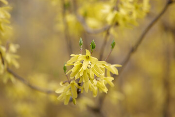 Forsythia in full bloom. Easter tree flowers. Yellow blooming Forsythia flowers in spring close up. Forsythia, intermedia or golden bowl