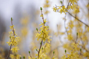 Forsythia in full bloom. Easter tree flowers. Yellow blooming Forsythia flowers in spring close up