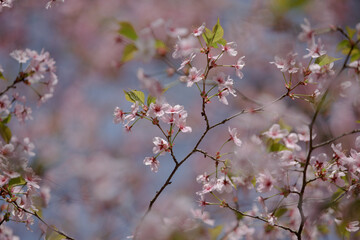 Obraz premium Sakura. Branch of pink spring Cherry blossom flowers. Selective focus of beautiful branches of pink Cherry blossoms on the tree under blue sky. Japanese Sakura