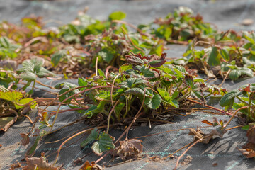 Old dry strawberry leaves at garden in early spring. Growing strawberry plants in dark black agrofiber spunbond. Closeup. Front view.
