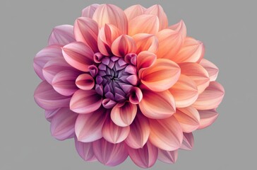 Fototapeta premium A detailed botanical rendering of a colorful dwarf dahlia
