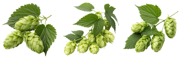  Set of hops and leaves isolated on a transparent background